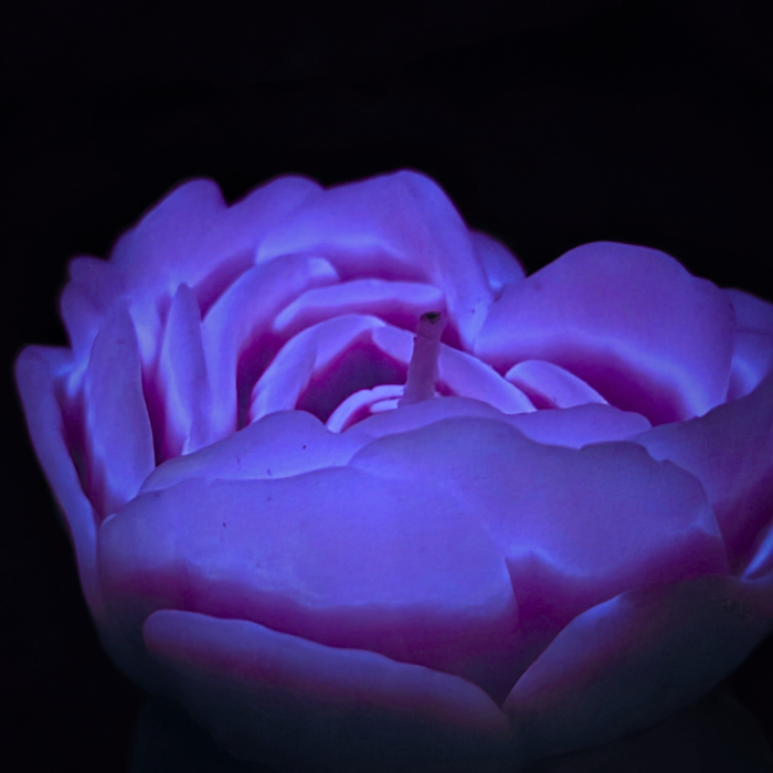 Свічка низькотемпературна люмінесцентна GlowKink фіолетова, L